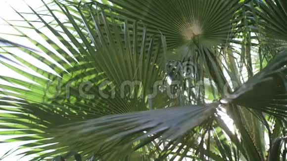 在日落时透过棕榈树的叶子发光视频的预览图