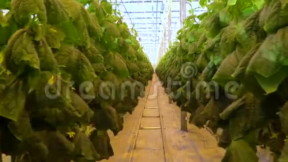 巨大的温室里有很长的过道和黄瓜植物视频的预览图