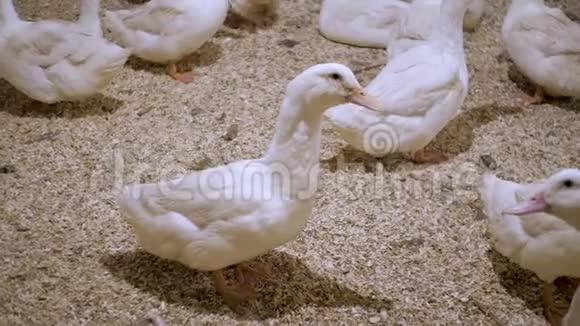 鸭子农场里的白鸭子视频的预览图