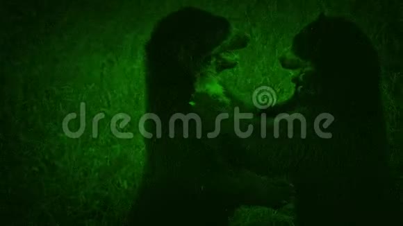 夜视镜熊在野外战斗视频的预览图