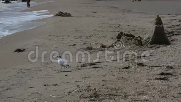 沙堡海滩背景下的海鸥视频的预览图