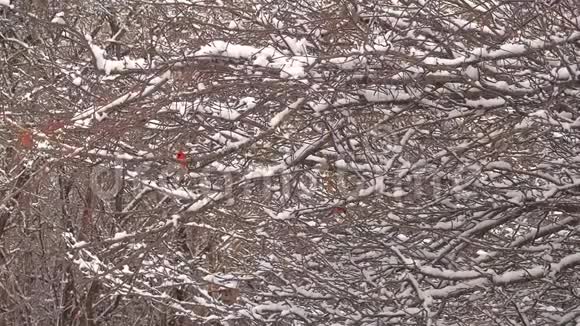 树上有雪的日出视频的预览图