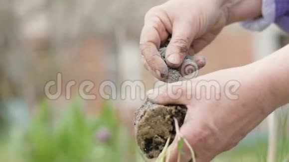 女手工园丁洒上肥料花苗并在地上密植视频的预览图