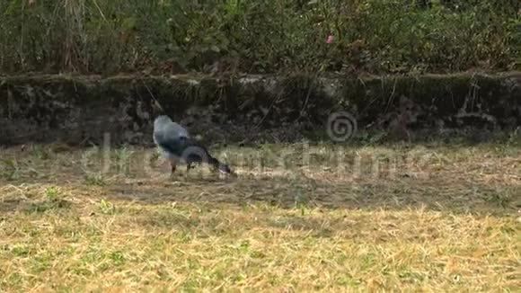 公园里的乌鸦CorvusCornix寻找食物视频的预览图