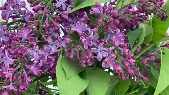 一束束美丽的春花紫薇盛开在花瓶里移动视频的预览图