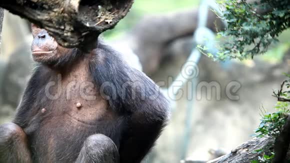 森林中的野生动物黑猩猩视频的预览图