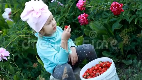 一个孩子在花园里吃收获的草莓孩子表现出浆果的酸味视频的预览图