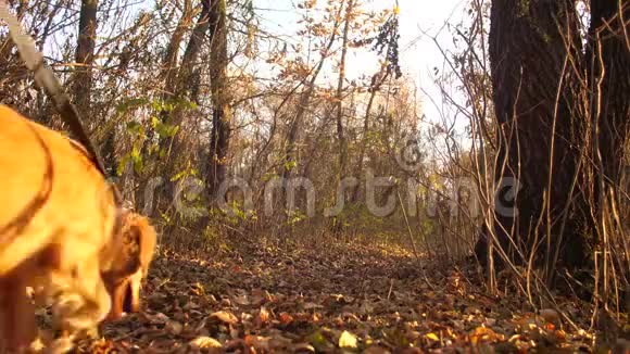 女孩带着狗在路上散步路上散落着棕色的秋叶视频的预览图