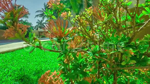 花园中央风动的观赏热带植物视频的预览图