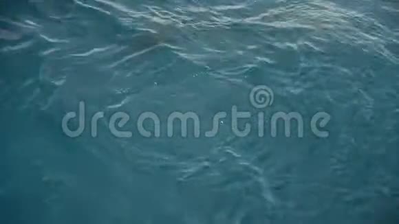 拍摄海洋水和鱼视频的预览图
