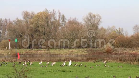 IJssel河漫滩的灰鹅和白鹅视频的预览图