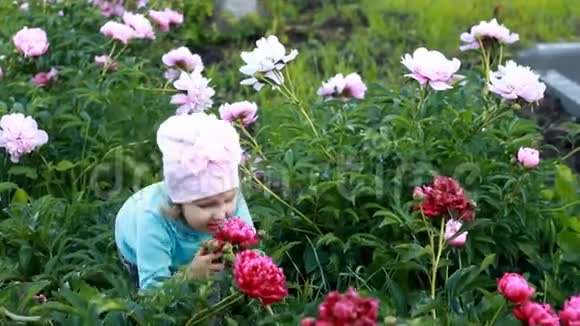 童女闻牡丹花的香气婴儿带着牡丹在花园里散步视频的预览图