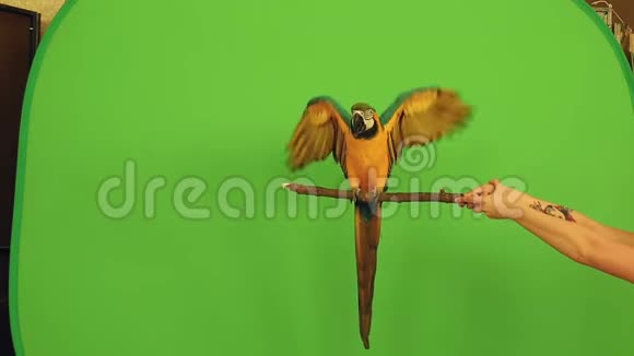 绿色背景上的鹦鹉RIR投影去说苍蝇吃视频的预览图