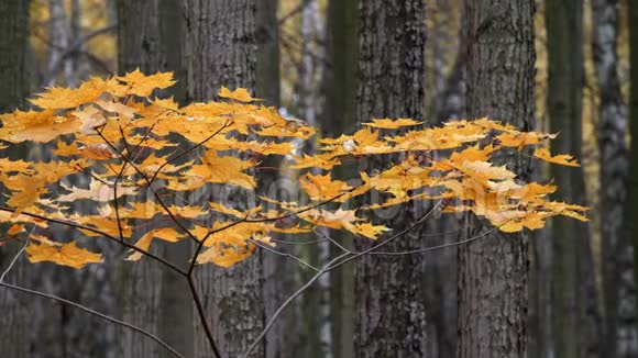 秋天在森林里黄叶随风轻轻摇曳视频的预览图