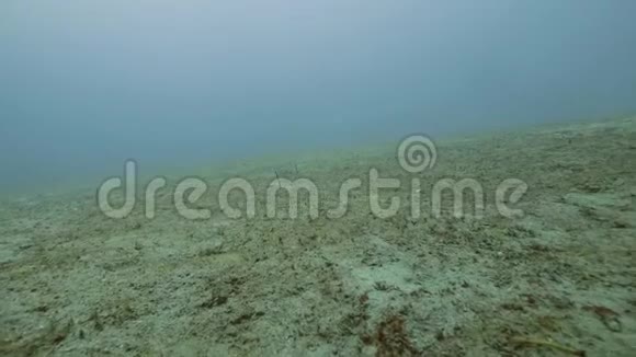 鱼在透明的水下视野中在海底游泳海上潜水视频的预览图