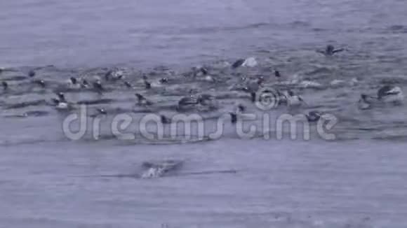 一群温和的企鹅游过海洋朝海岸游去视频的预览图