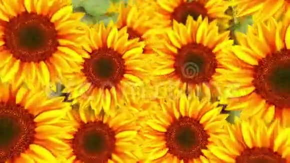 满是向日葵的花园向日葵田景观夏季晴天循环动画视频的预览图