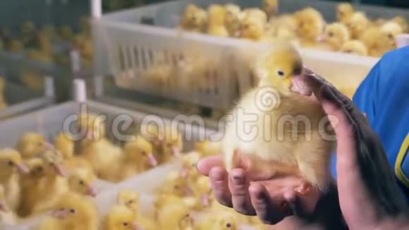 一只刚出生的鸭子被鸟屋工人抚摸着视频的预览图