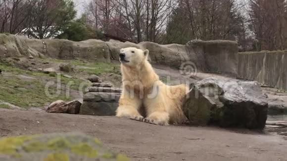 北极熊环顾四周野生动物射击视频的预览图