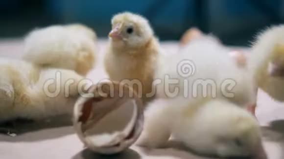 最近出生的鸡都在为破碎的蛋壳发愁视频的预览图