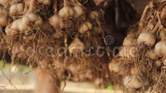 在泰国北部的一个小农场里大蒜干挂在木材干燥棚里等待分类和分类视频的预览图