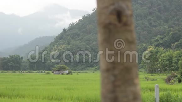 绿油油的稻田背景是山脉位于泰国北部梅洪山的一个农村村庄东南部视频的预览图