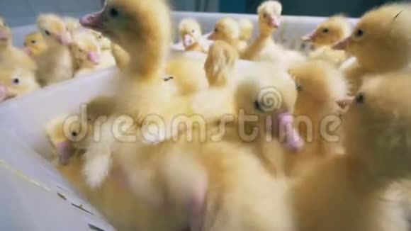 新生的小鸭子挤在一个容器里视频的预览图