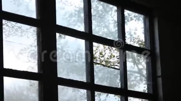 从工厂的一棵树上的一扇老窗里看到视频的预览图