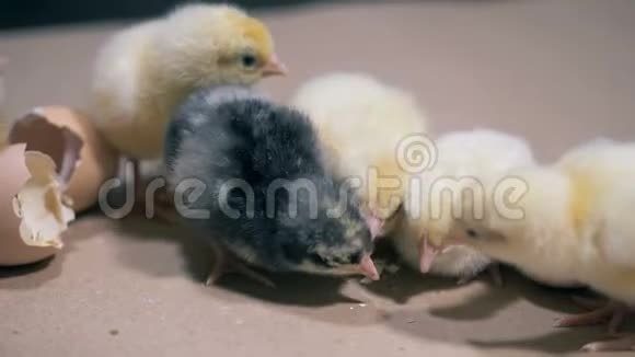 新生的鸡在寻找啄食的东西视频的预览图