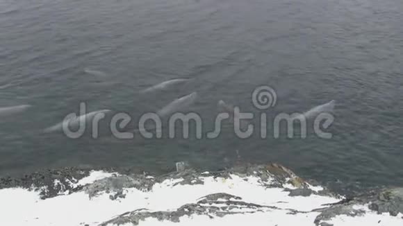 一群沿着南极岛海岸游泳的海豹视频的预览图