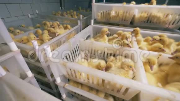 有许多装满小鸭子的箱子的鸡舍设施视频的预览图
