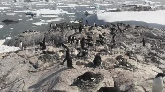南极洲一个小岛上的岩石上的亚德利斯企鹅群视频的预览图