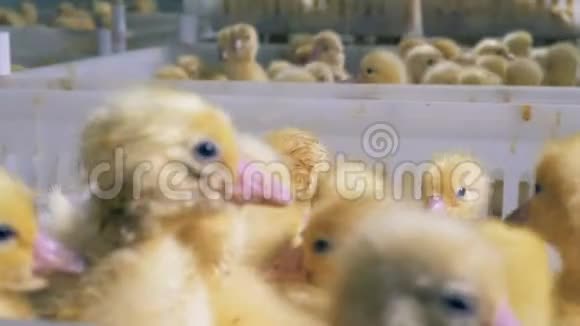 许多新生的鸭子在塑料盒子里蜂拥而至鸡场农业视频的预览图