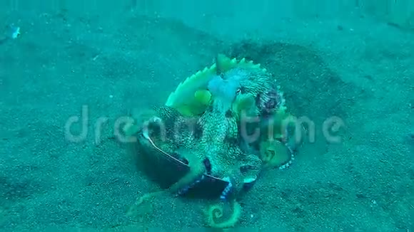 滑稽的椰子章鱼在伦贝里用两个贝壳走路视频的预览图