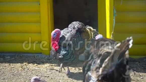 村里的农场里有免费的牧场火鸡火鸡公鸡火鸡家禽饲养场农业家禽生产视频的预览图