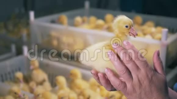 小鸭子正坐在一个家禽饲养员的手里被人抚摸着视频的预览图
