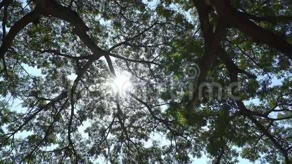 带太阳的大雨树枝视频的预览图