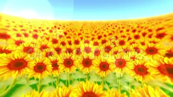满是向日葵的花园向日葵田景观夏季晴天循环动画视频的预览图