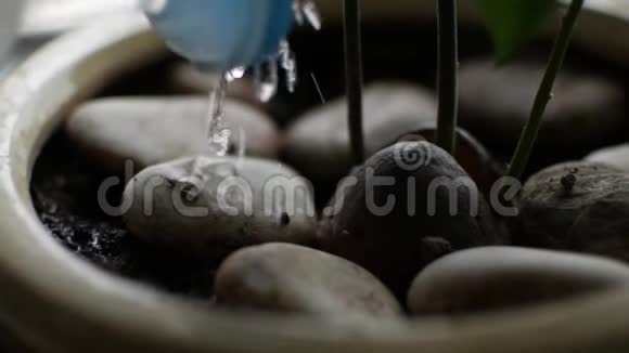 鳄梨坑在花盆里有三个芽供水视频的预览图