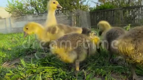 在传统的自由饲养场上吃草的小雏鸟视频的预览图
