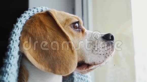 可爱的狗比格尔坐在蓝色的毯子里望着窗外等待主人慢动作特写视频的预览图