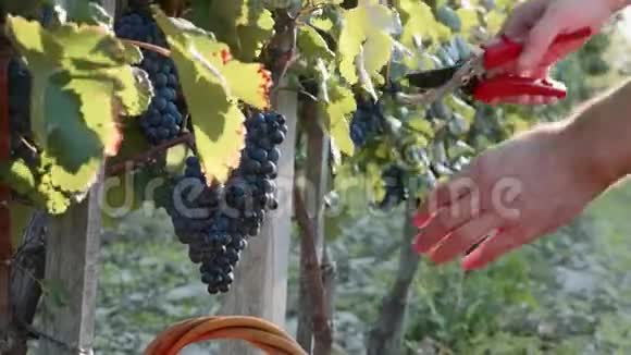 农夫他的手从葡萄园的一棵树上收获红葡萄视频的预览图