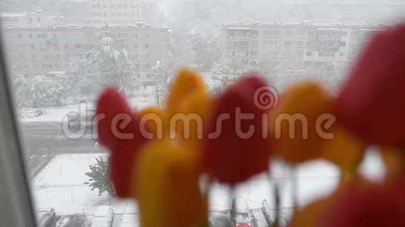 冬日背景下的黄色和红色郁金香花束视频的预览图