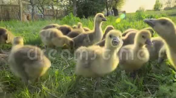在传统的自由饲养场上吃草的小雏鸟视频的预览图