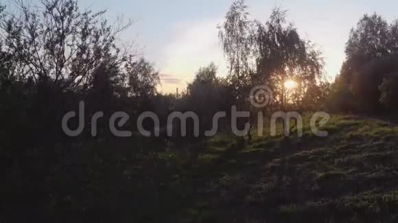 晚上公园里的树阳光透过树梢视频的预览图