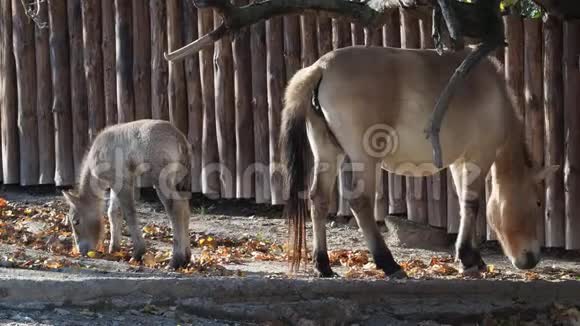 母马配小马驹普热瓦尔斯基的马也叫蒙古野马视频的预览图