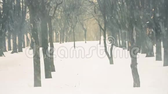 落雪下的公园小巷视频的预览图