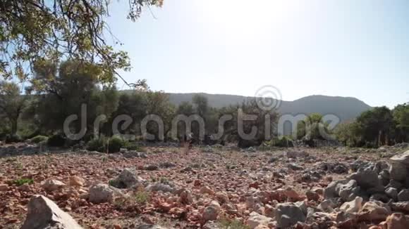 田野上有一块块石头和橄榄树视频的预览图