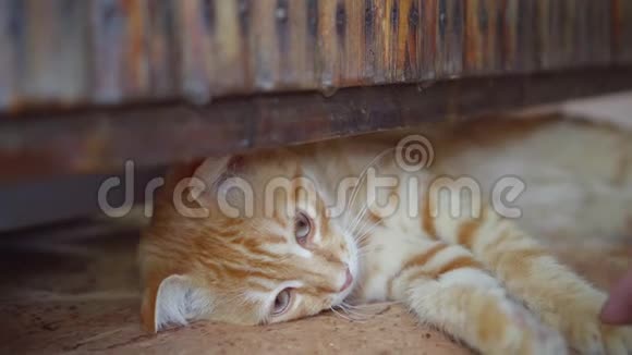 一只小猫躺在地板上靠近打开的木门视频的预览图