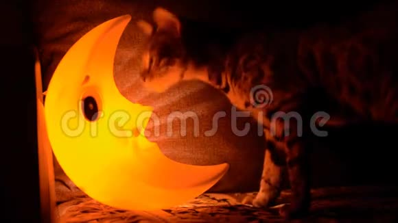 猫和月亮形式的灯视频的预览图